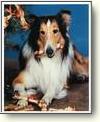 Buy Lassie Photo
